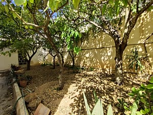 Spacious Attard villa with garden - Garden